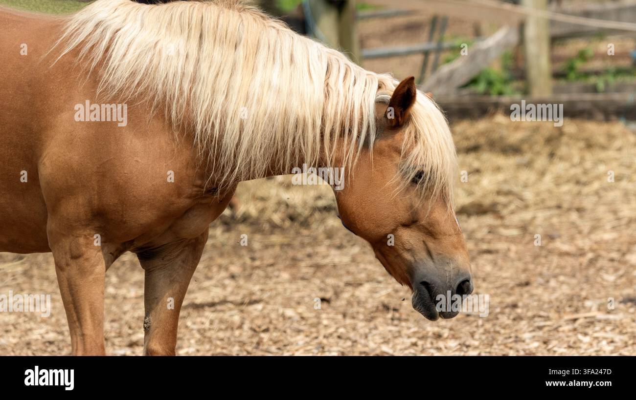 Ein braunes Haflingerpferd mit einem dicken flachsblonden Schweif blickt auf einem rustikalen Bauernhofweide hinab. Stockfoto