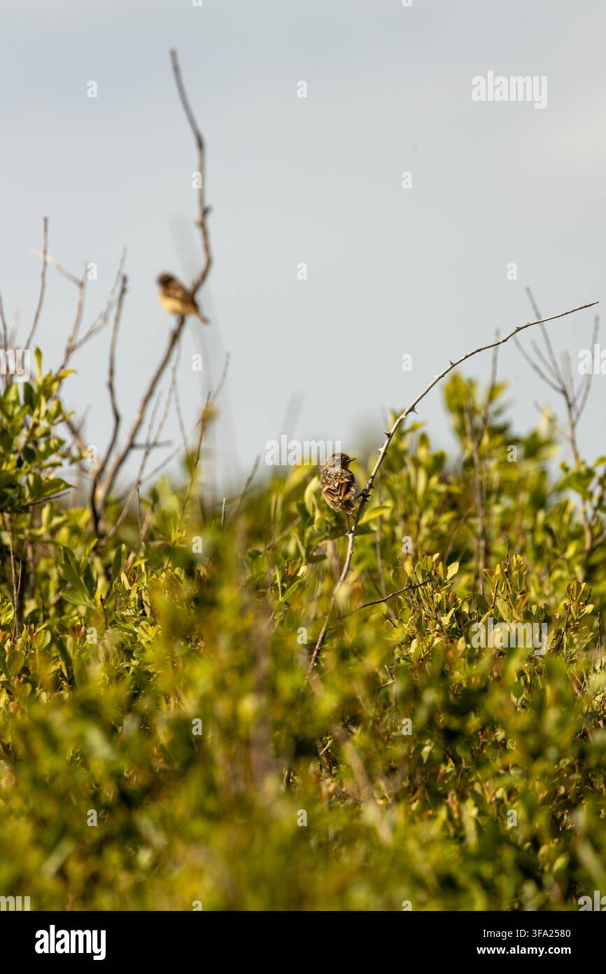 Ein juveniler Europäischer Steinrötel (Saxicola rubicola) sitzt auf einem dornigen Brombeerast in der Küstenstrauchvegetation, mit einem zweiten Steinrötel unscharf im Hintergrund Stockfoto