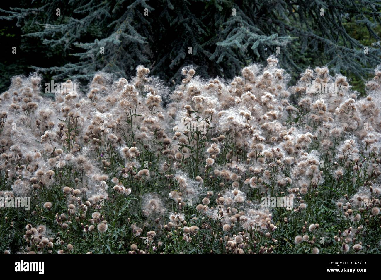 Kriechender Distel (Cirsium arvense) mit Samen auf The Meadows, Edinburgh, Schottland, UK. Stockfoto