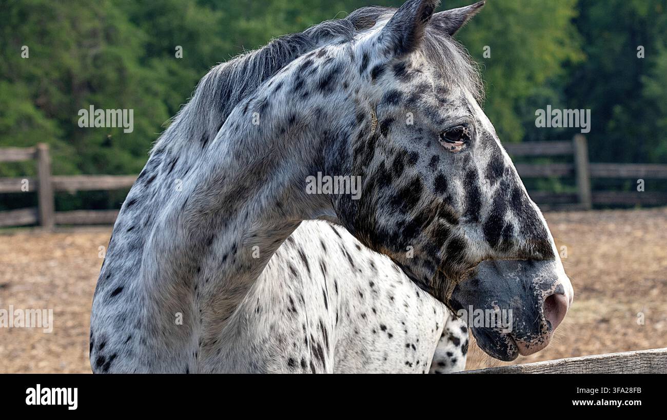 Ein eindrucksvolles Porträt eines schwarz-weißen Appaloosa-Pferdes mit Leopardenmuster in einer ländlichen Weideumgebung. Stockfoto
