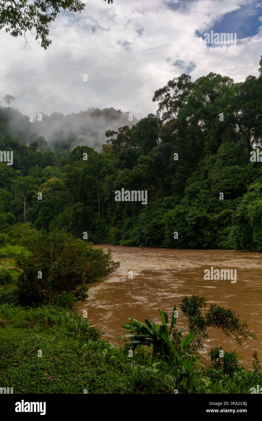 Ein gewundener brauner Fluss fließt durch dichten tropischen Regenwald, während Nebel zwischen den bewaldeten Hügeln unter einem dramatischen wolkenverhangenen Himmel schwebt. Stockfoto
