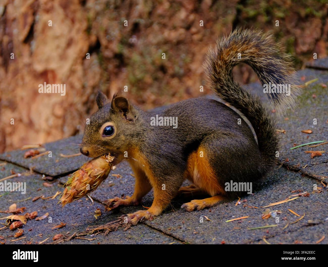 Douglas-Siebenschläfer raucht die Kegel auf dem Dach. Stockfoto