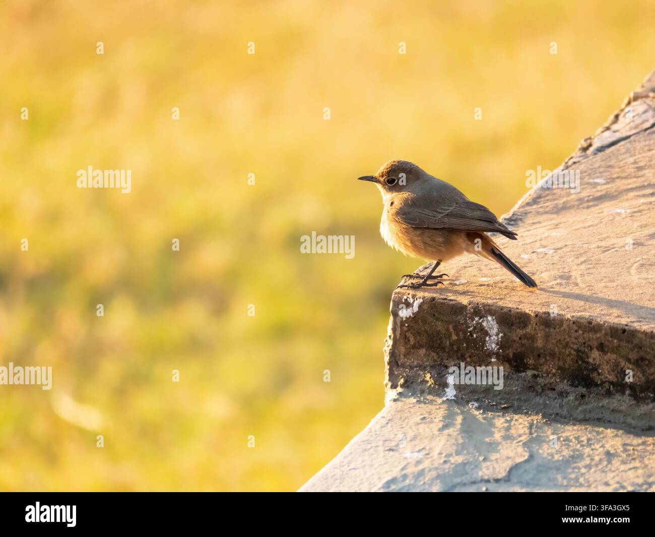 Eine Vertraute Chatte (cercomela familiaris) sitzt auf dem Rand einer Steinmauer in Südafrika Stockfoto