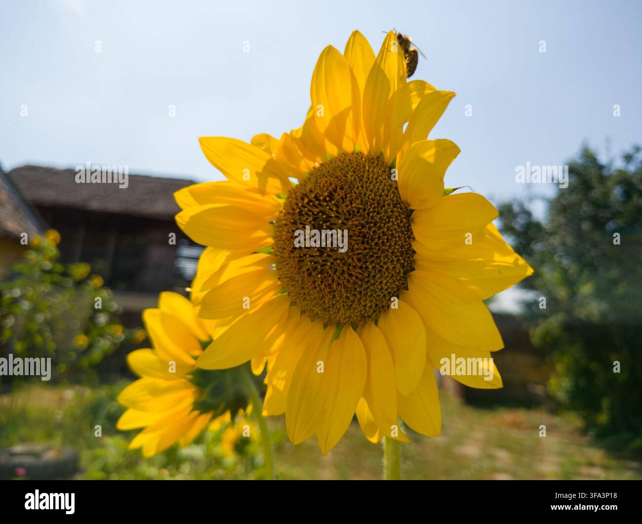 Niedrigwinkelansicht von zwei gelben Sonnenblumen, die mit einer Honigbiene vor einem klaren, hellen Himmel in einem rustikalen Garten blühen. Stockfoto