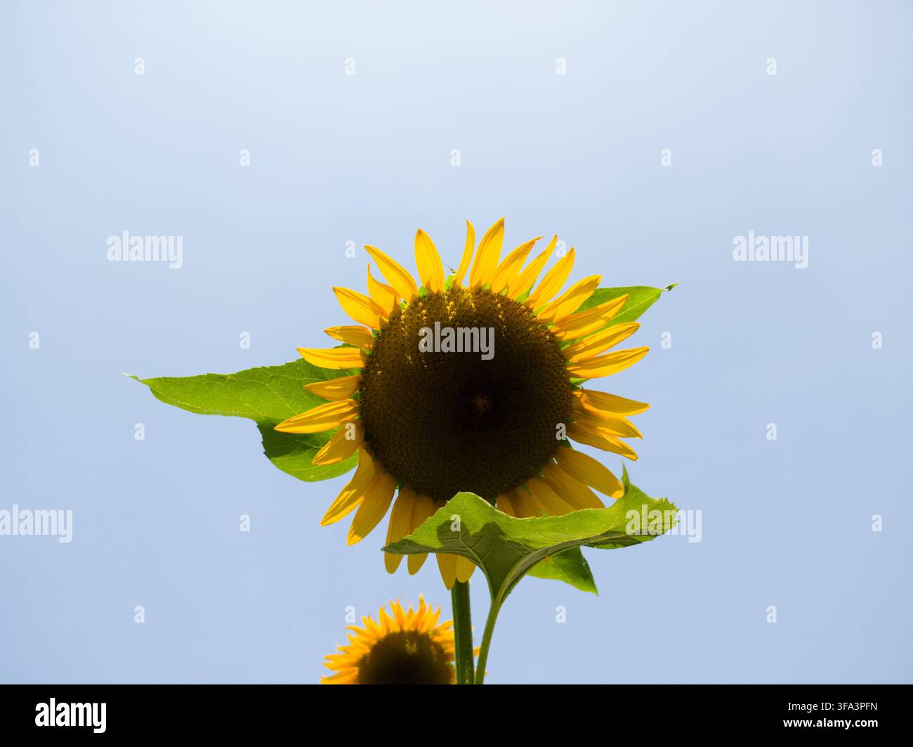 Niedrig angelegte Ansicht von zwei gelben Sonnenblumen, die vor einem klaren, hellen Himmel im Sommer blühen. Stockfoto
