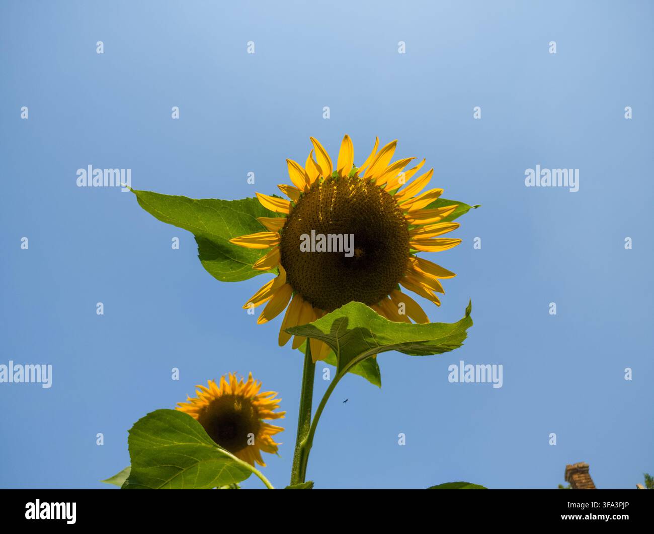 Niedriger Blickwinkel von zwei gelben Sonnenblumen, die vor einem klaren blauen Himmel blühen, mit einem kleinen Insekt, das im Sommer fliegt. Stockfoto