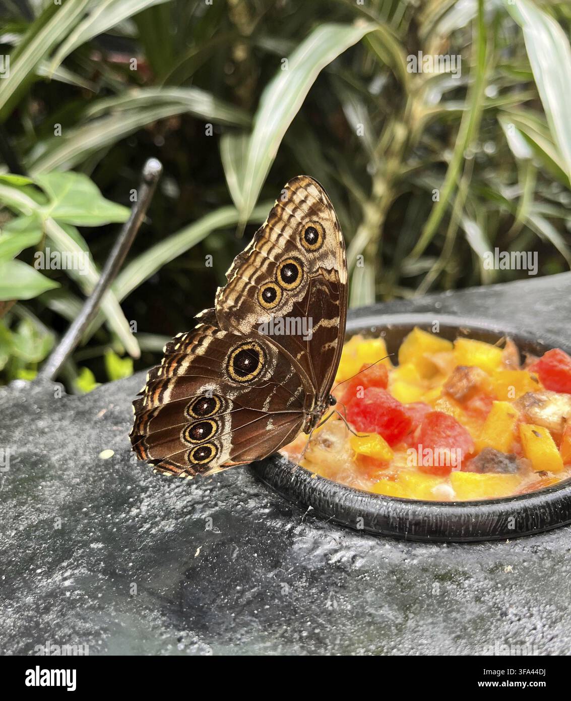 Schöner brauner tropischer Schmetterling, Morpho Menelaus Didius, frisst Früchte im Botanischen Garten in Costa Rica Stockfoto
