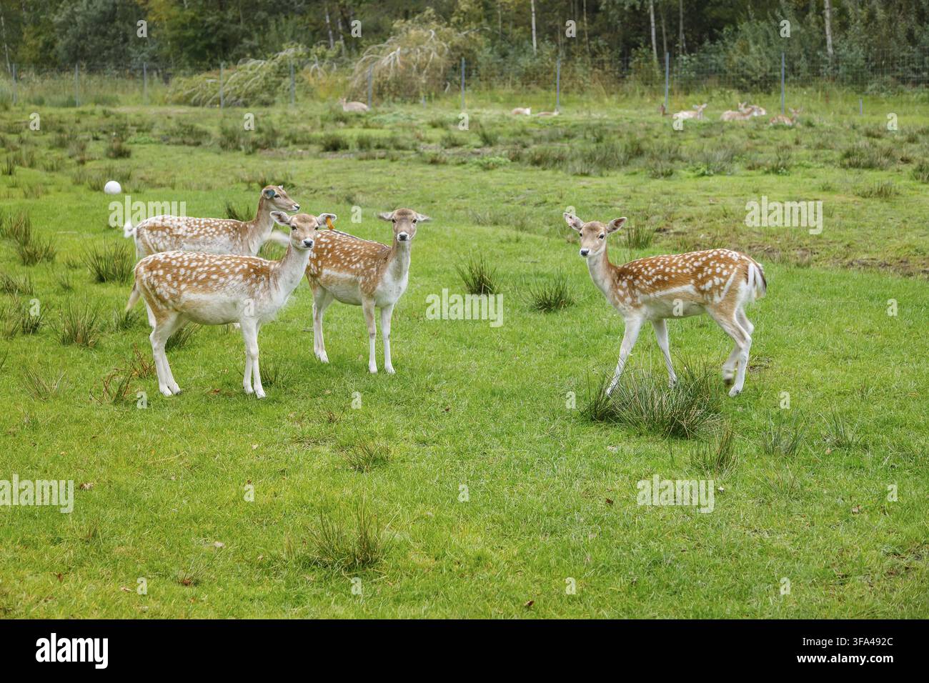 Eine kleine Herde gesprenkelter Dama-Wildpferdfohlen steht auf einer grünen Wiese mit Waldhintergrund, Konzept von Wildtieren, Natur und Herdenverhalten Stockfoto