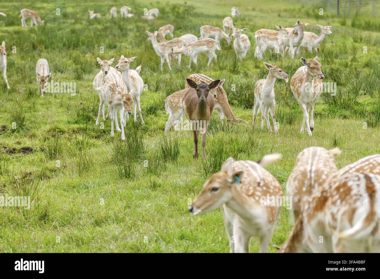 Herde von gefleckten Damhirschen, die auf einer üppig grünen Wiese weiden, für Tierfotografie und Naturschutzkonzept Stockfoto