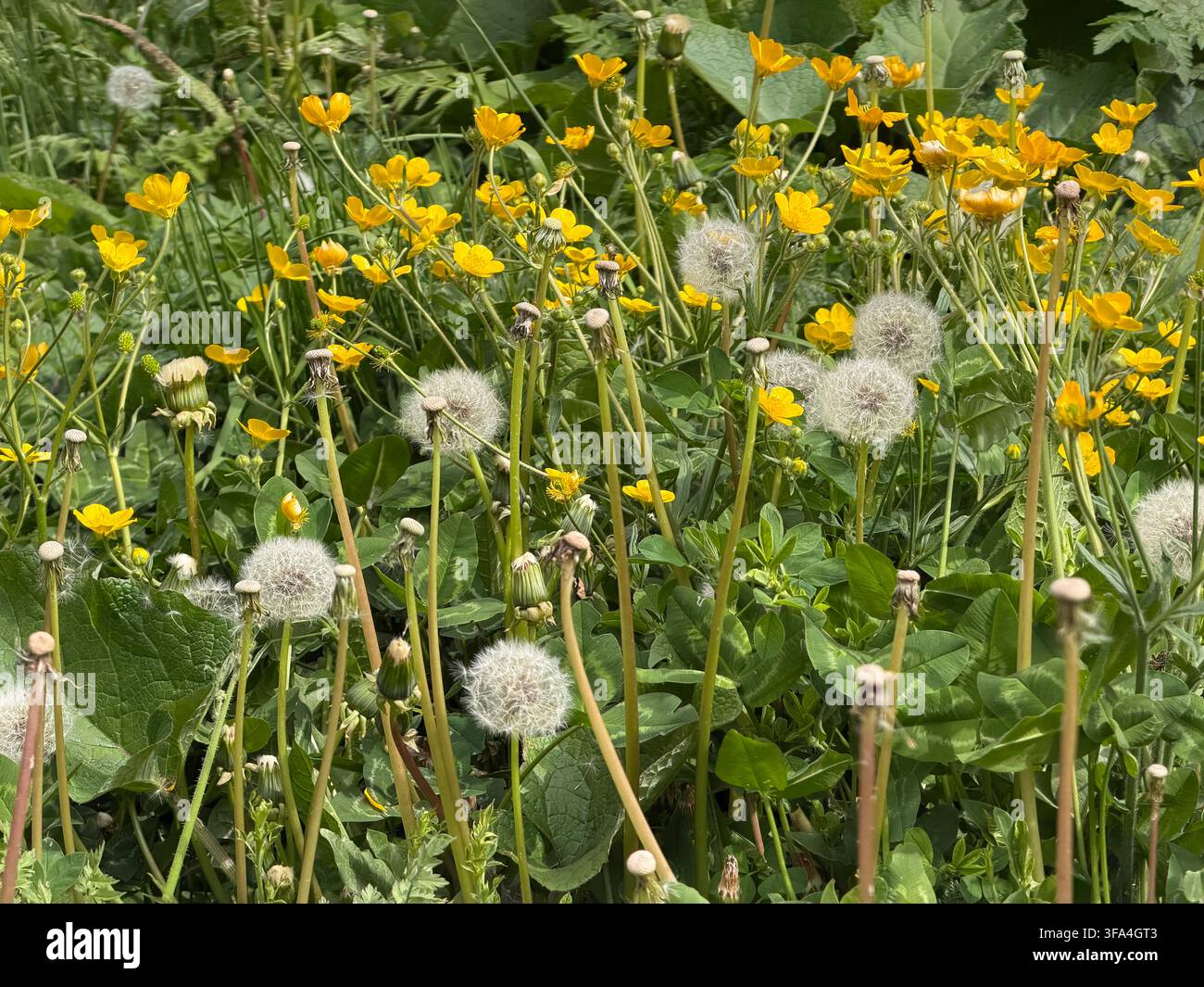 Eine dichte Wiese mit gelben Wildblumen und weißen Löwenzahn-Samenköpfen veranschaulicht saisonales Wachstum und natürliche Pflanzenvielfalt - Smartphone-aufgenommenes Stockfoto