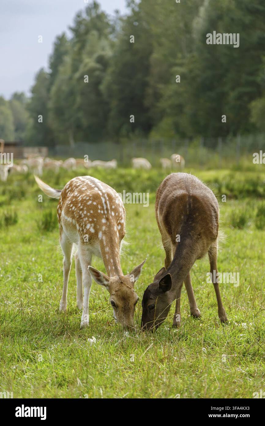 Zwei junge gefleckte Damhirsche, die an einem sonnigen Tag auf üppigem grünem Gras auf einer Waldwiese weiden, um die Natur und das Tierschutzkonzept zu genießen Stockfoto