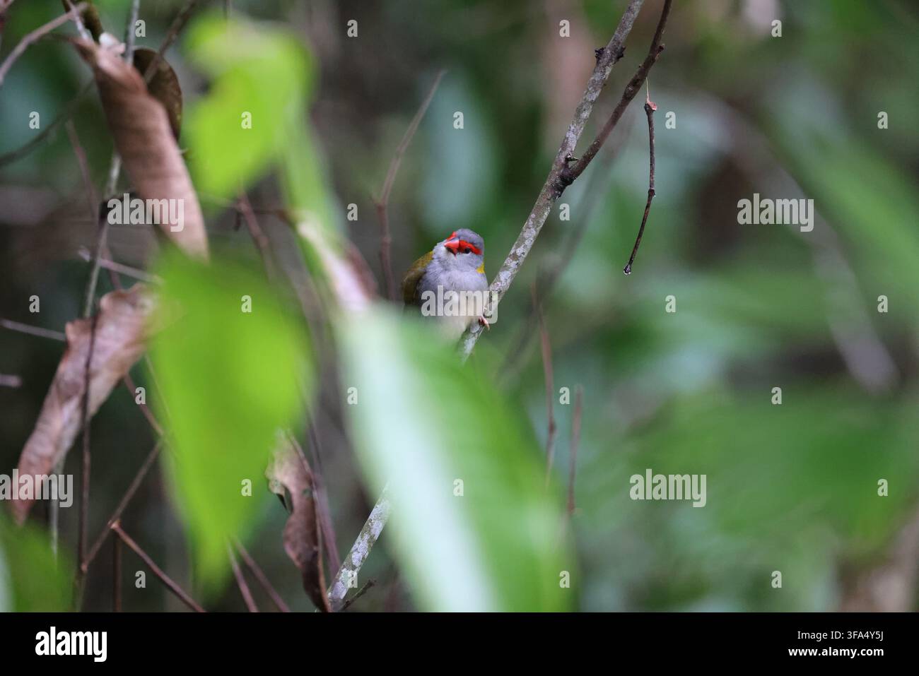 Roten Browed Finch Stockfoto