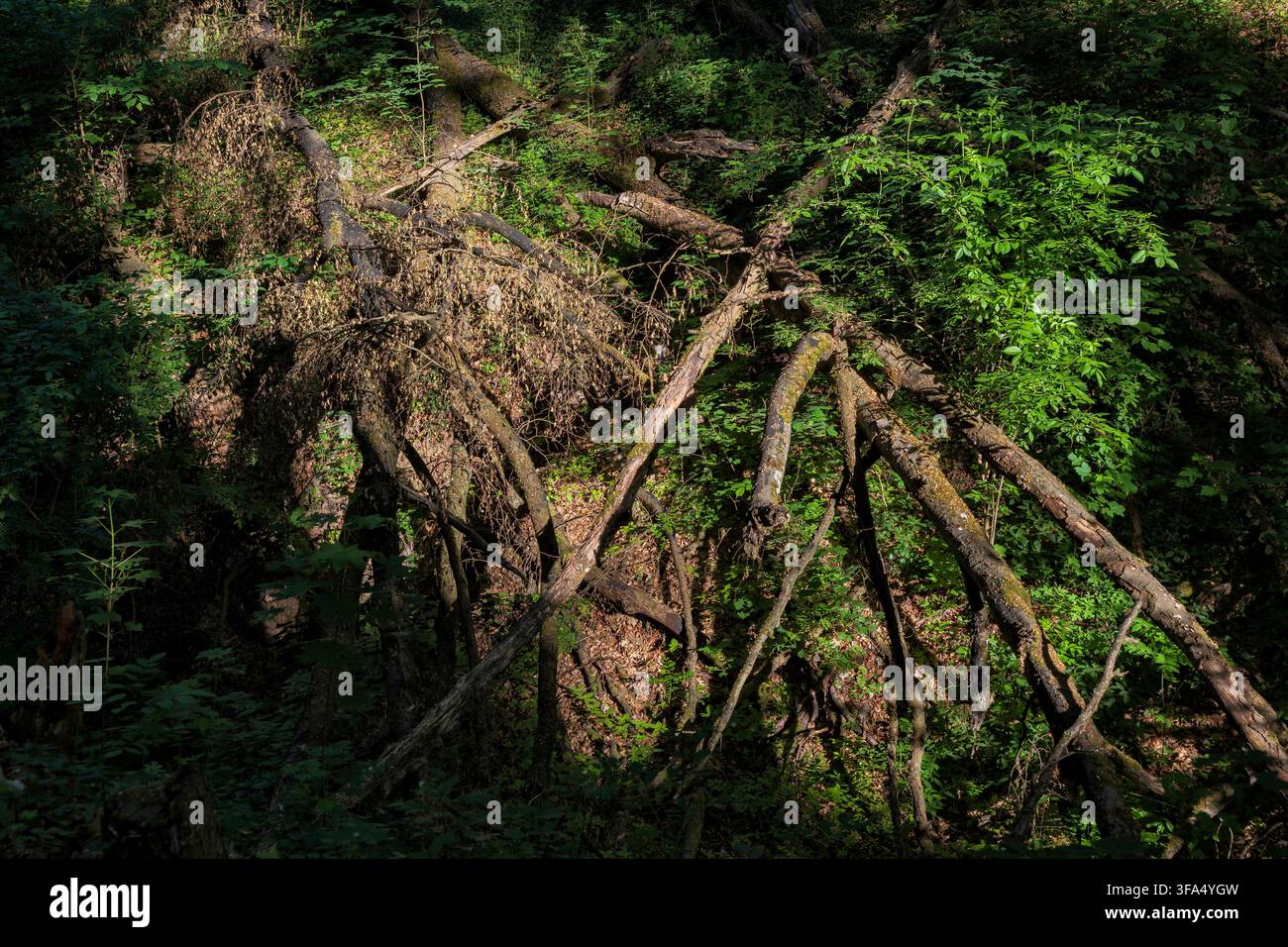 Waldwildnis, steiler Hang eines Berges mit umgestürzten Bäumen und üppiger Vegetation im Sonnenlicht. Stockfoto