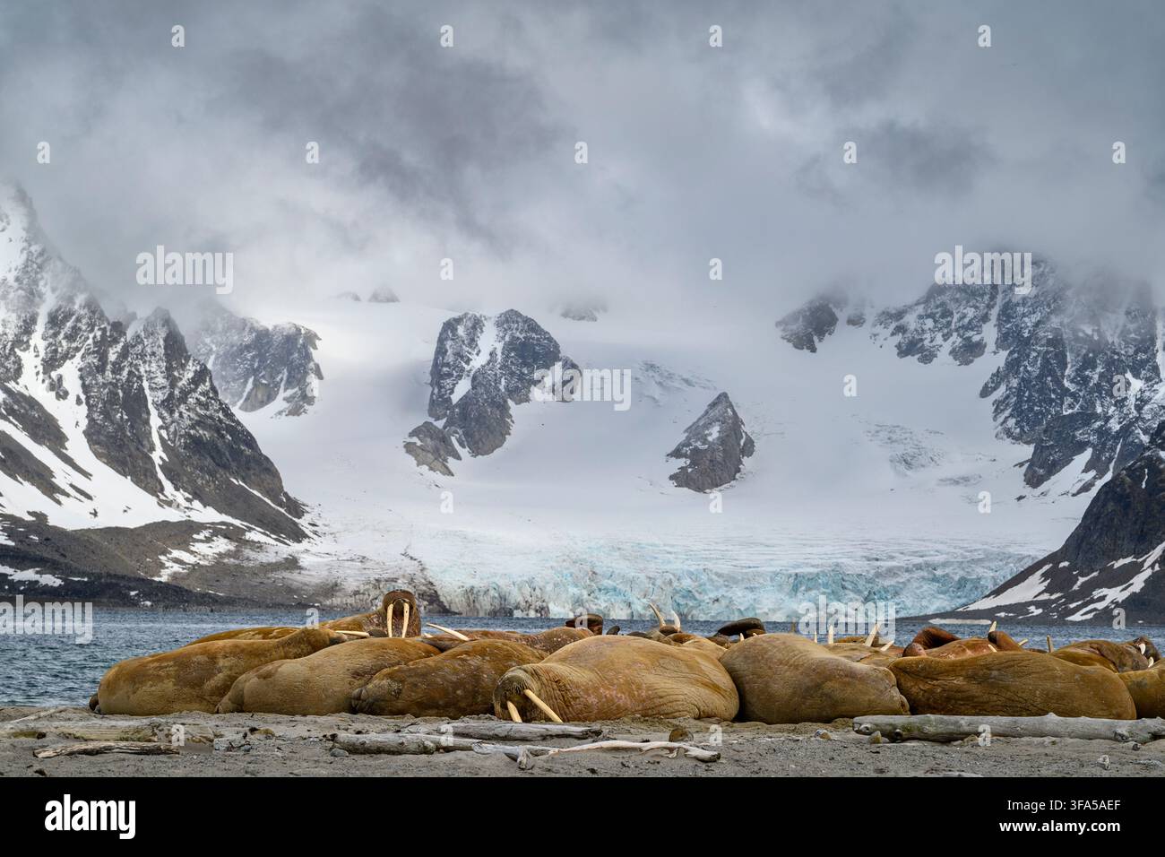 Walrosskolonie mit einem großen Gletscher und Bergen im Hintergrund Stockfoto