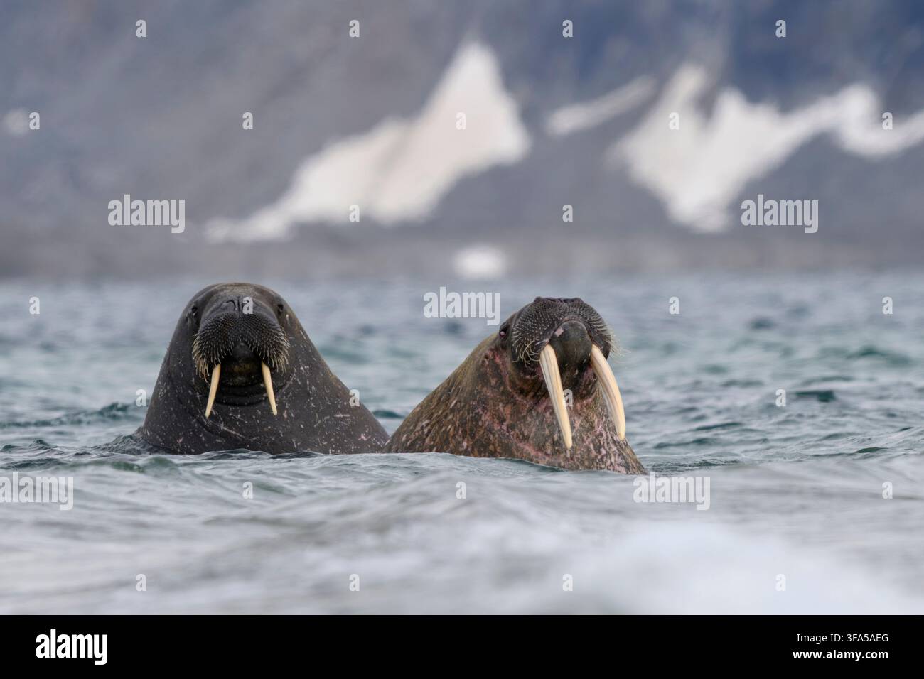 Zwei schwimmende Walrösser, Svalbard Stockfoto