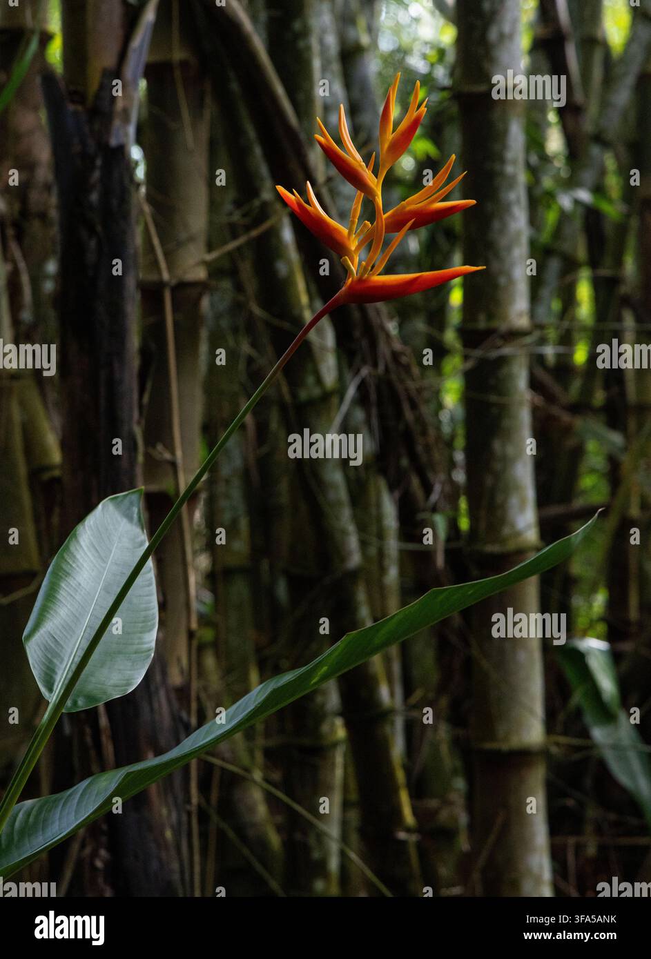 Orangefarbene Heliconia-Tropenblume in einem dunklen Bambushain in Costa Rica Stockfoto
