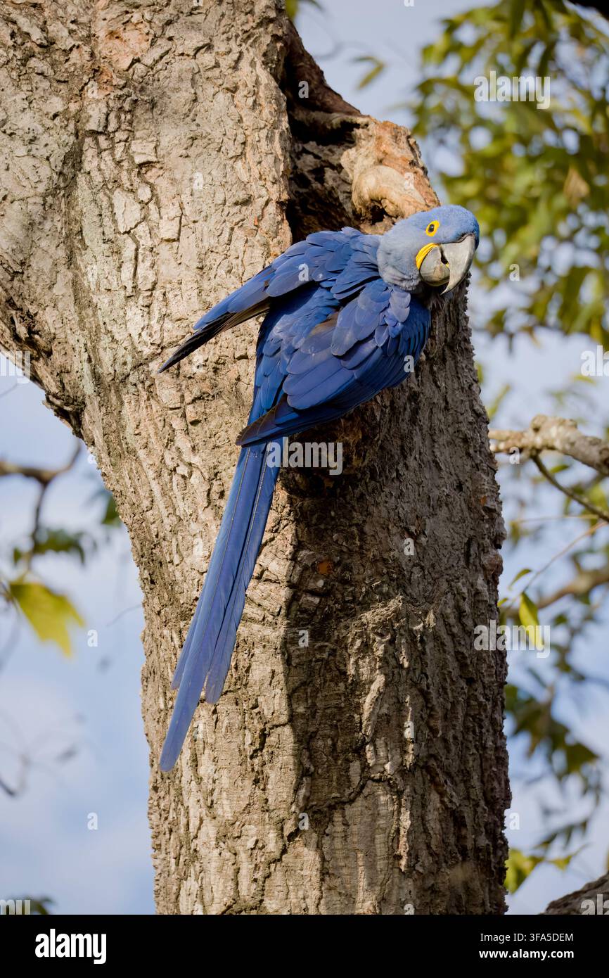 Hyazinthara Porto Jofre Pantanal Brasilien Stockfoto
