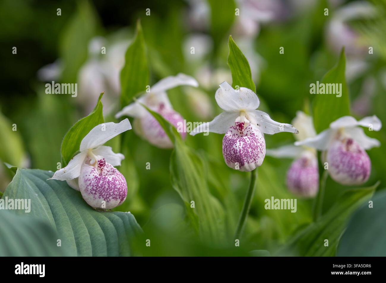 Cypripedium ‚Ulla Silkens‘ Damenpantoffel-Orchideen mit weißen Blüten und charakteristischen rosa-lila gesprenkelten, pantoffelförmigen Lippen. Stockfoto