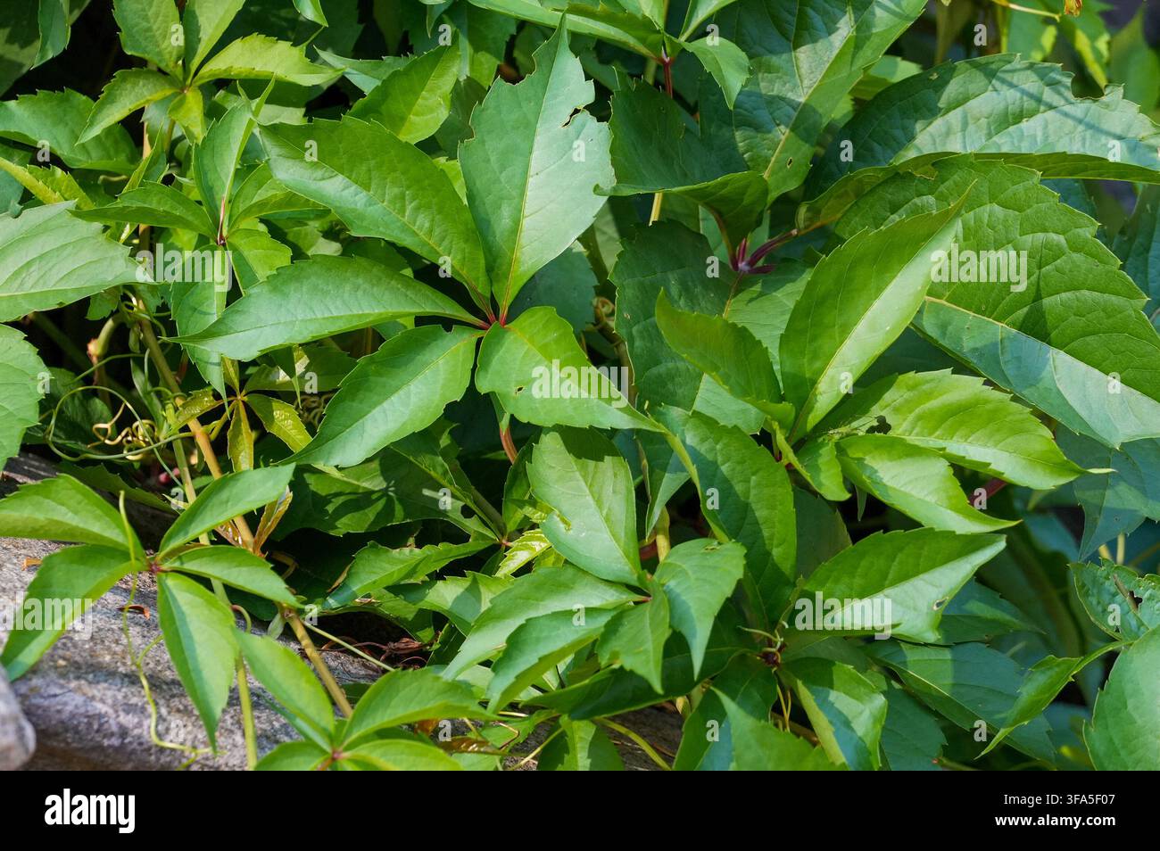 Große Blätter im Garten, Nahaufnahme. Natürlicher Hintergrund. Stockfoto