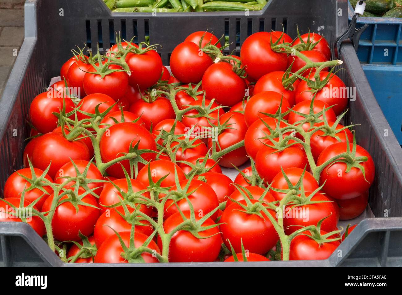 Reife rote Tomaten in einer Kiste auf einem Marktstand. Nahaufnahme. Gemüse. Essen Stockfoto