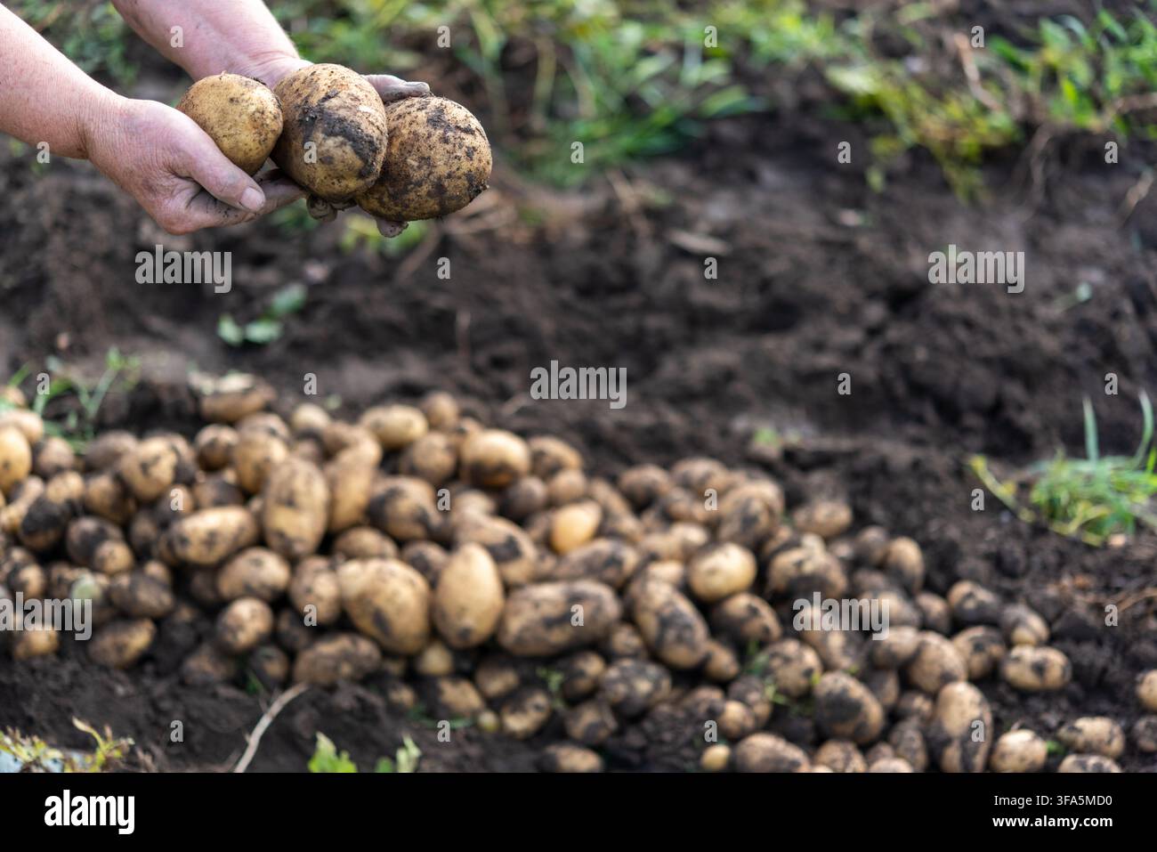 Seitenansicht der schmutzigen Hände einer älteren Frau, die drei große frisch gegrabene Kartoffeln halten. Schmutzige Kartoffelschalen, lockere Erde und Haufen der Ernte Stockfoto
