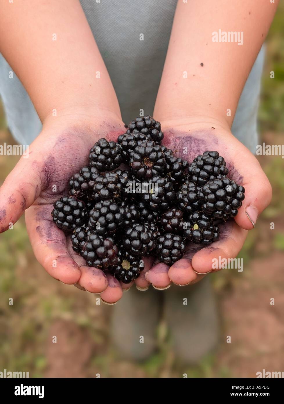 Frisch gepflückte reife Wildheidelbeeren in den Händen eines Kindes nach dem Sammeln in einer ländlichen Hecke in Carmarthenshire, Wales, UK, August 2026. - Smartphone-aufgenommenes Stockfoto