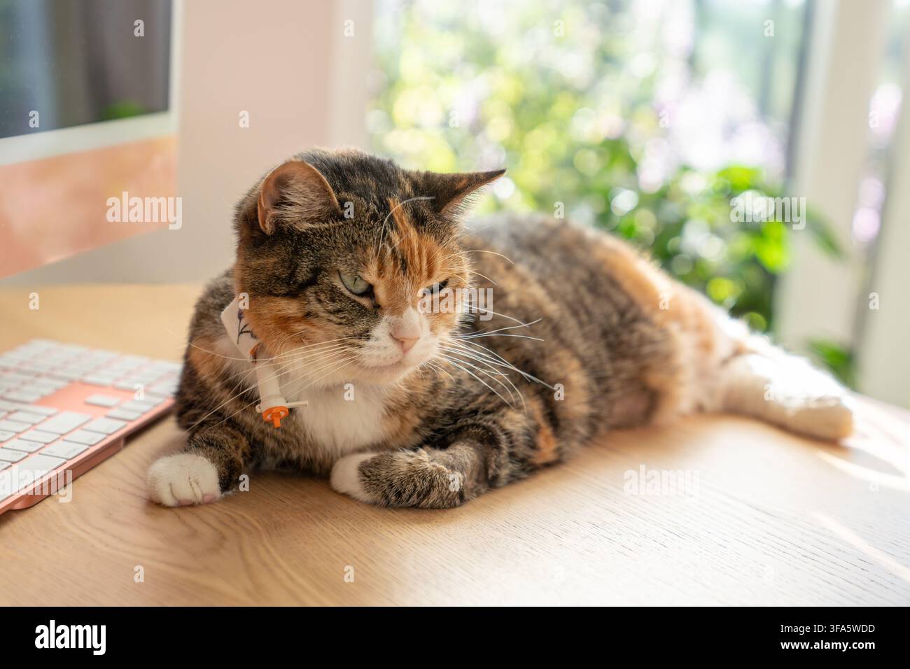 Calico-Katze mit Ösophagus-Fütterungssonde, die nach der Entlassung aus der Tierarztpraxis auf dem Schreibtisch zu Hause ruht, postoperative Pflege Stockfoto