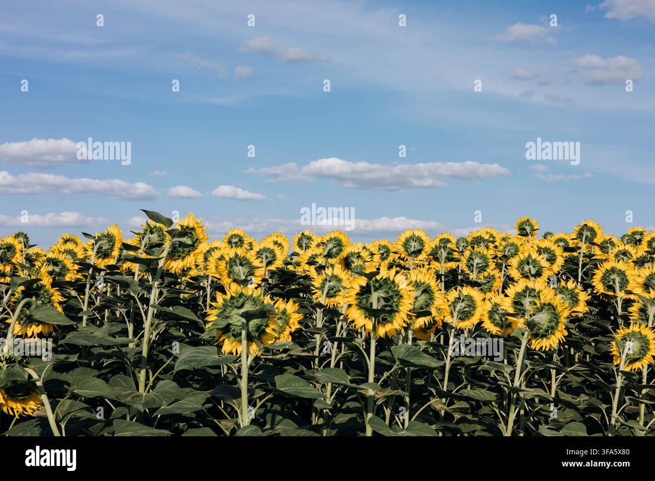 Blühendes Sonnenblumenfeld unter blauem Sommerhimmel mit Kopierraum Stockfoto