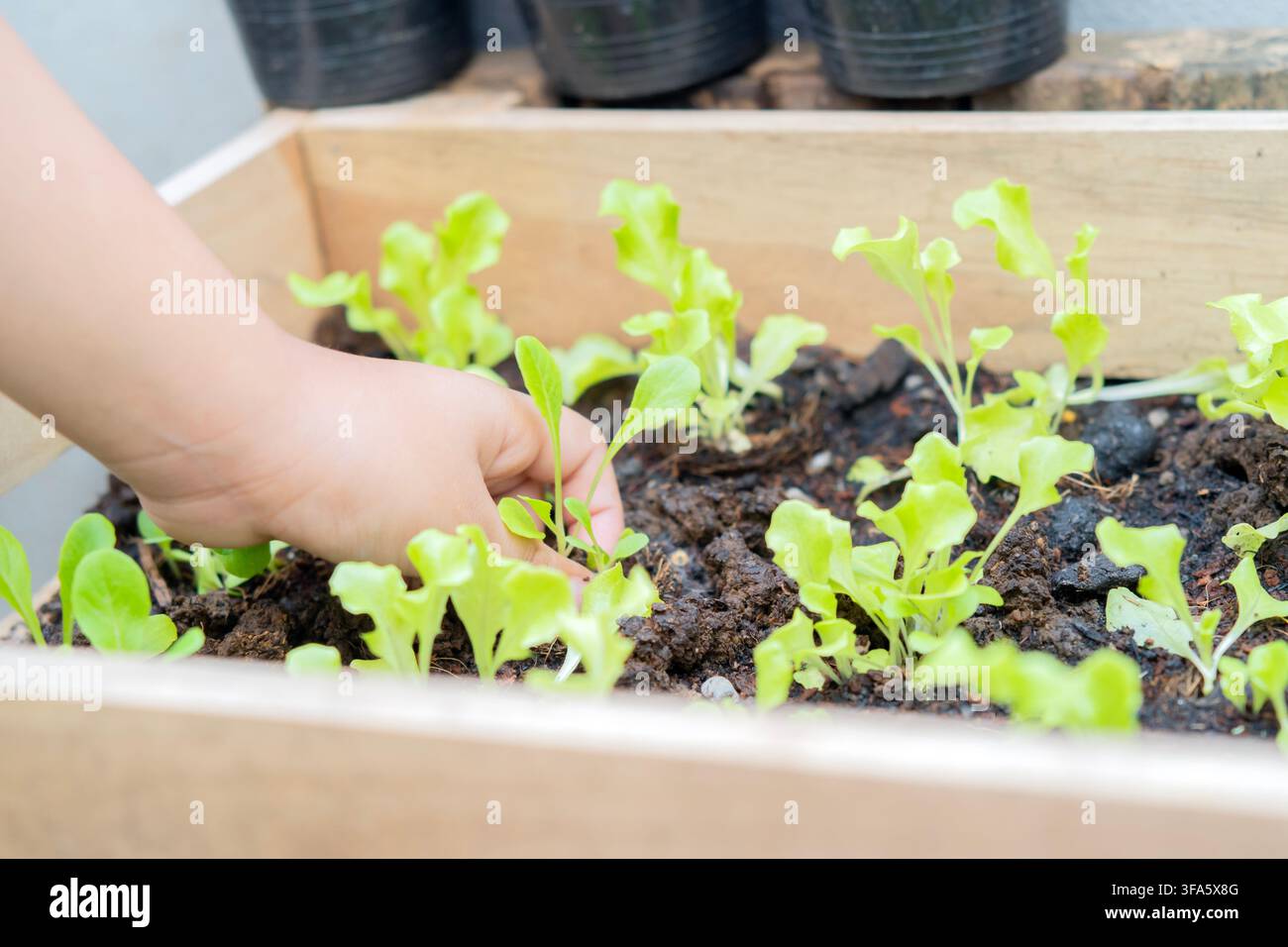 Selektive Fokus auf die Hände eines Jungen, der als Bauer Samen für seinen Hobbygarten pflanzt. Aktivitäten zum Anbau von Pflanzen mit Kindern als Konzept. Kinder lernen Gartenarbeit Stockfoto