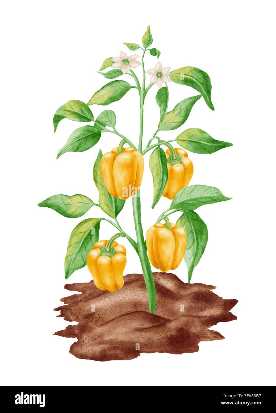 Aquarellgelbe Paprikapflanze, die im Boden wächst. Handgezeichneter Süßpaprikastrauch mit reifen gelben Gemüsen, Blättern und weißen Blüten isoliert. Für Stockfoto