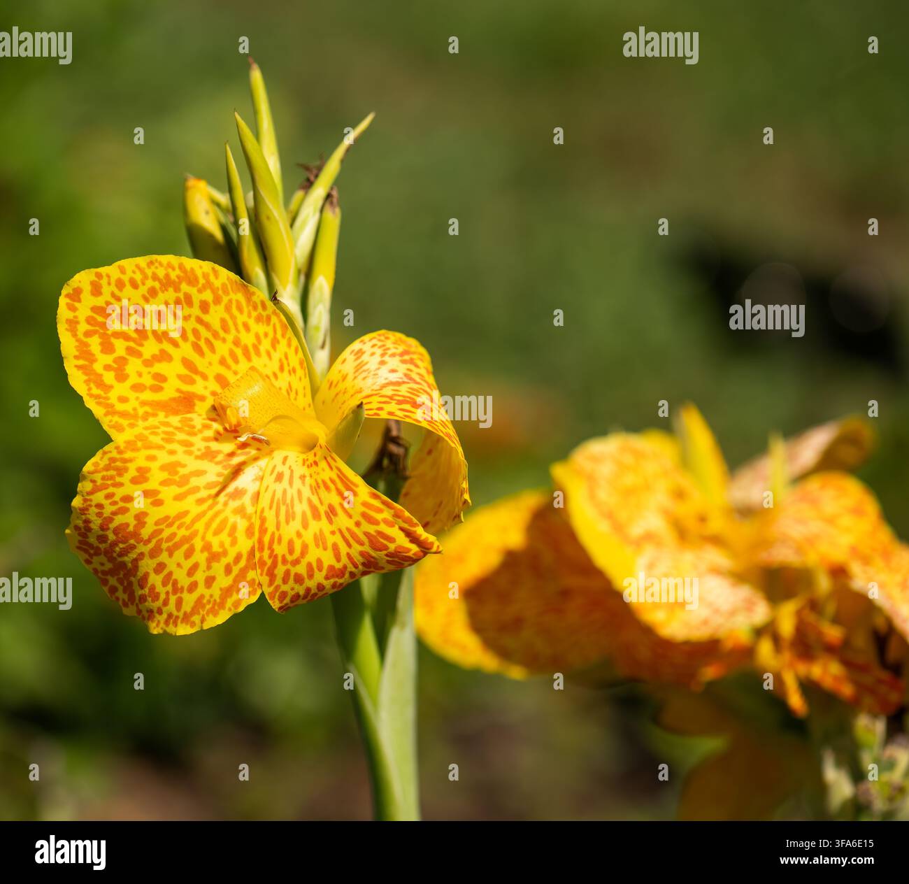 Schöne Orchid Canna leuchtend gelb auf grünem Hintergrund mit Platz für Text Stockfoto