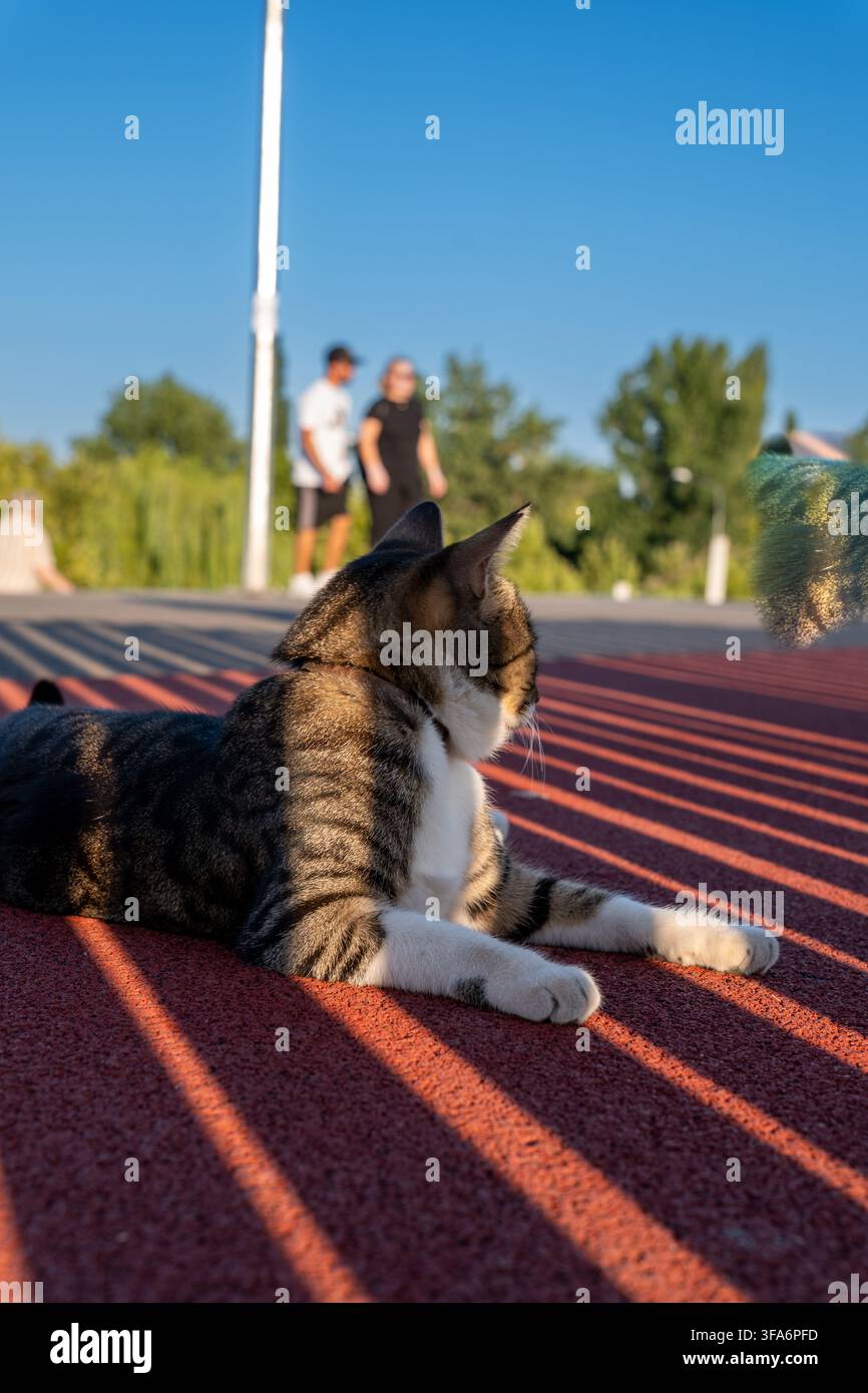 Häusliche getigerte Katze liegt auf roter Laufbahntextur mit langen Schatten bei Sonnenuntergang. Stockfoto