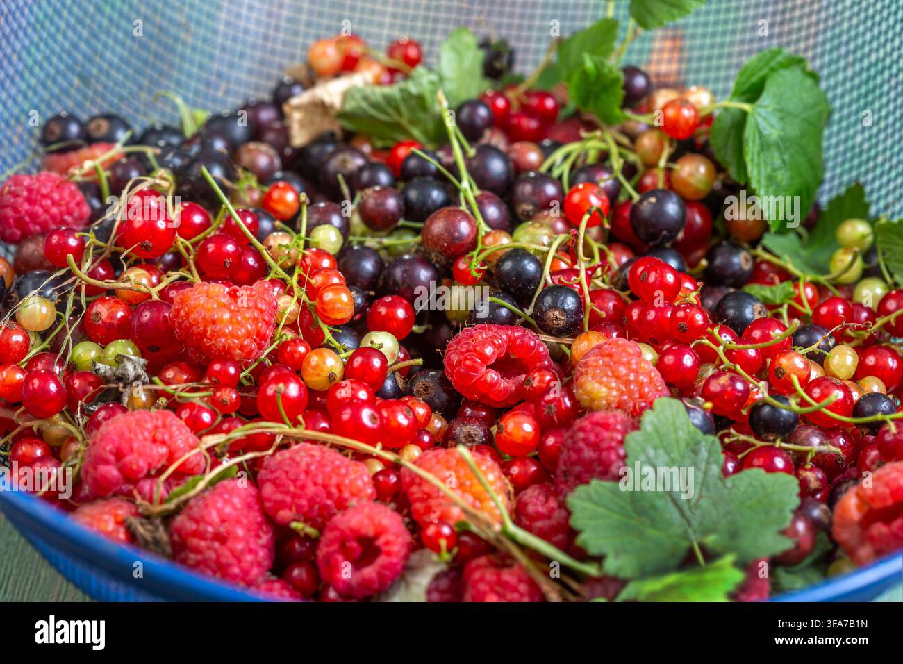 Ein blauer Korb enthält Rote Johannisbeeren (Ribes rubrum), Schwarze Johannisbeeren (Ribes nigrum) und Himbeeren (Rubus idaeus) mit grünen Blättern. Stockfoto