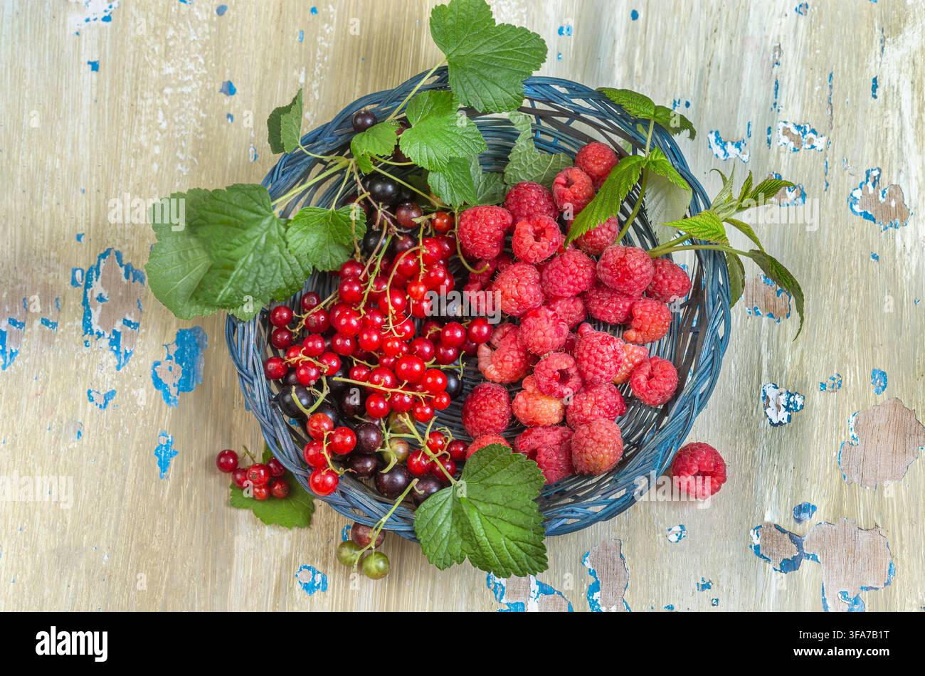 Ein blauer Korb mit Rote Beeren, Schwarze Beeren und Himbeeren mit grünen Blättern steht auf einer verwitterten Holzoberfläche. Stockfoto
