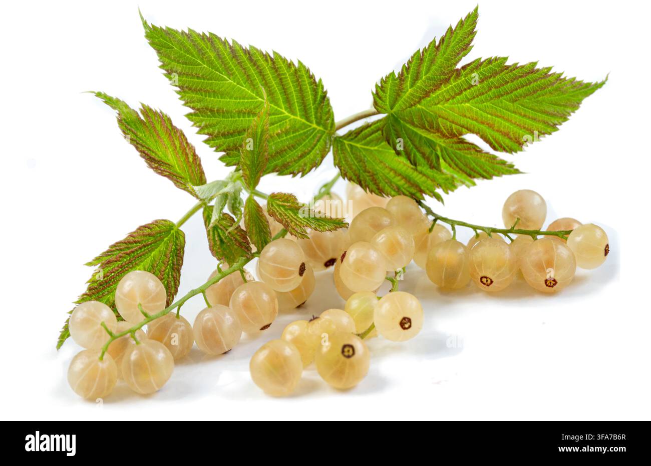Ein Büschel weißer Stachelbeeren, die an einem grünen Stiel hängen, begleitet von mehreren grünen Blättern mit gezackten Rändern. Stockfoto
