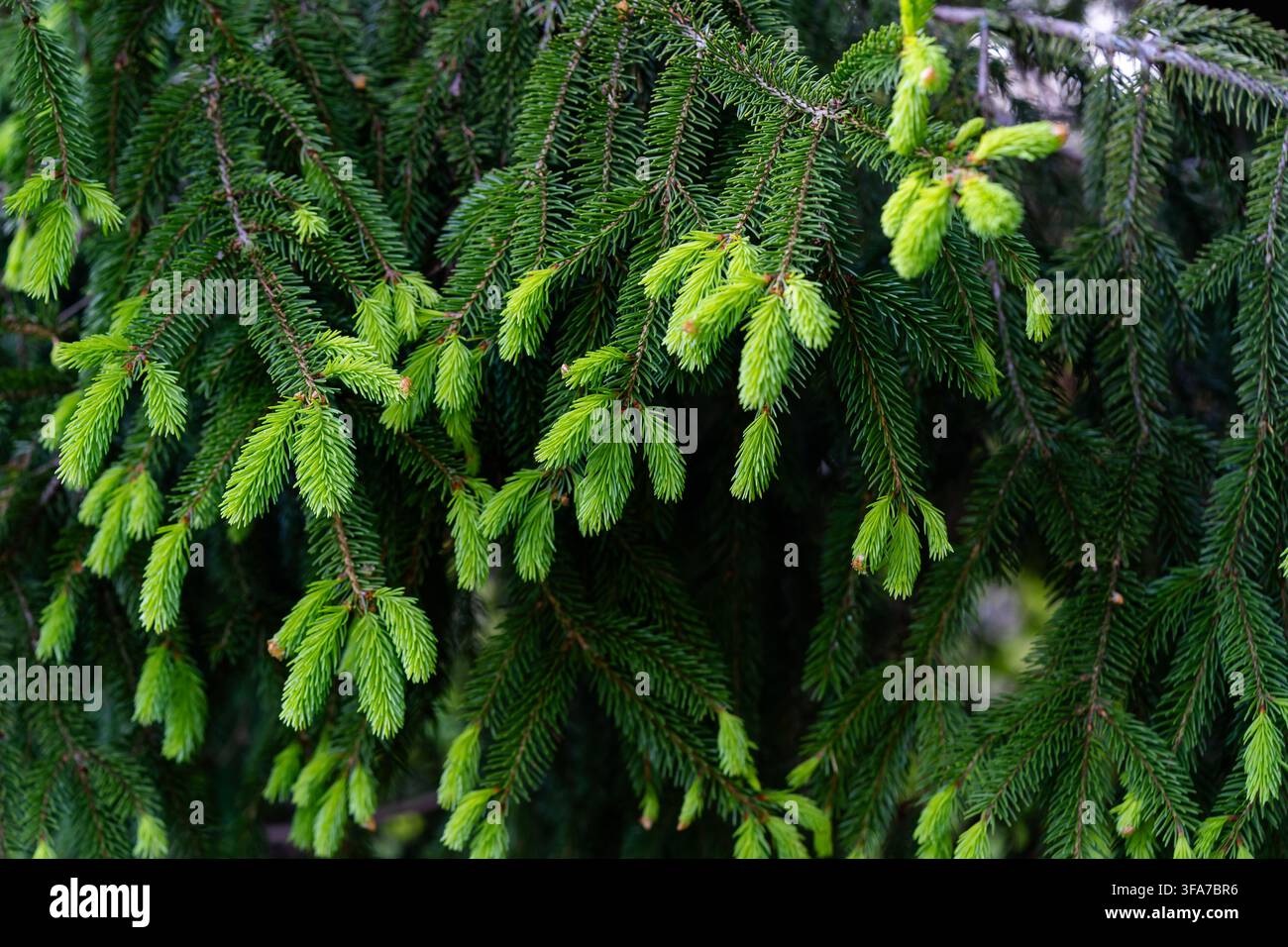 Frische grüne Fichtenzweige wachsen auf immergrünen Ästen im Frühling. Stockfoto