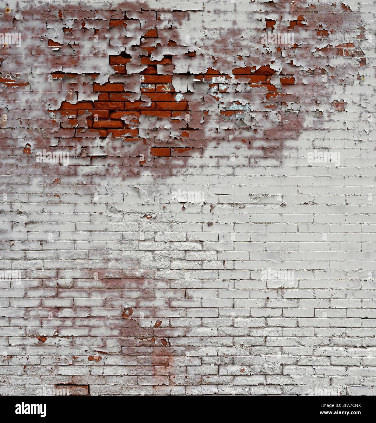 Vertikale Nahaufnahme einer verwitterten weiß gestrichenen roten Ziegelwand mit alternder, abblätternder Farbe, die raue, unebene Ziegel und einen losen Ziegel freilegt Stockfoto