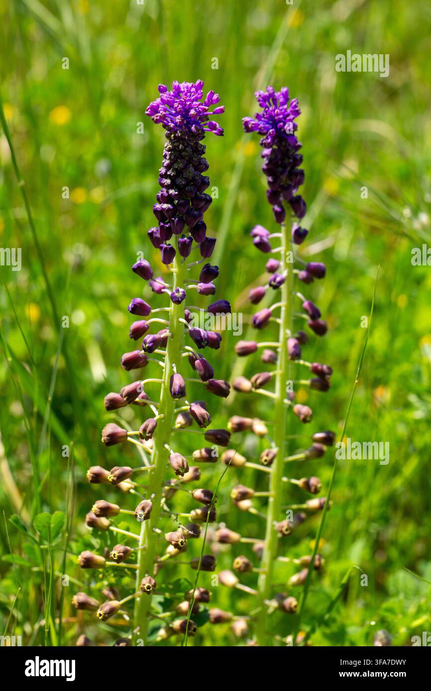 Einzigartige lila Quastenhyazinthe (Muscari comosum) blüht auf einer wilden Wiese Stockfoto