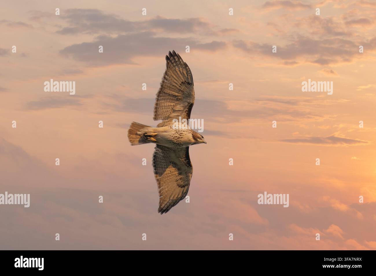 Rotschwanzbussard auf der Jagd bei Sonnenaufgang Stockfoto
