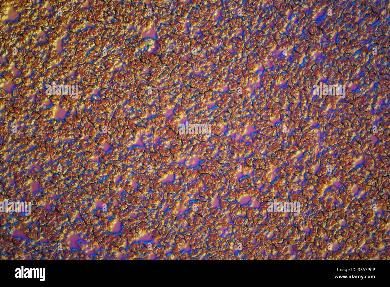 rote Blutkörperchen fließen durch die Venen unter dem Mikroskop Stockfoto
