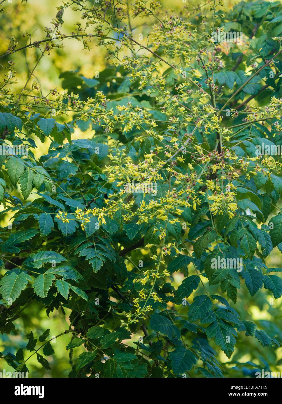 Gelbe Spätsommerblumen heben sich vor dem Laub des robusten Laubbäumchens Goldregen, Koelreuteria paniculata ab Stockfoto
