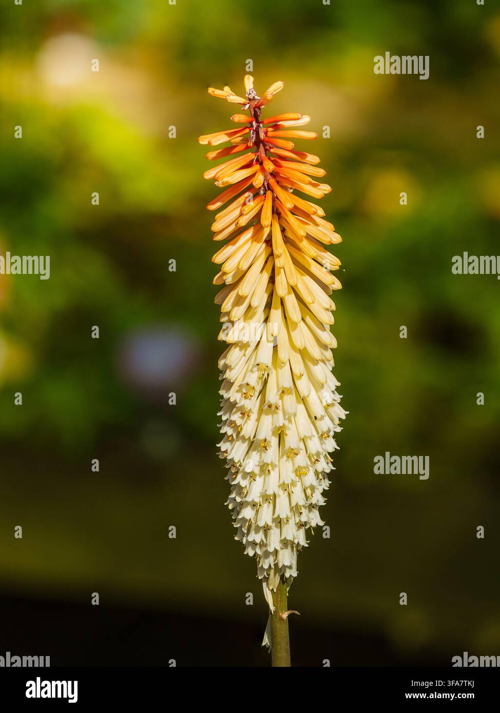 Orange Sommerknospen öffnen sich zu cremefarbenen Blüten im Blütenstand der robusten mehrjährigen Fackellilie, Kniphofia 'Painted Lady' Stockfoto