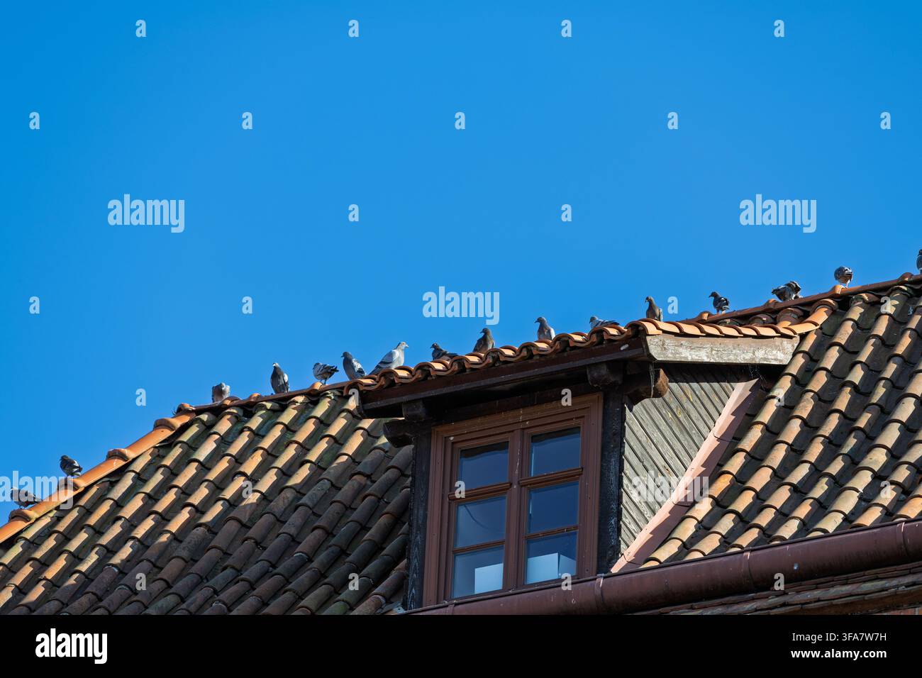 Graue Tauben sitzen entlang des Firstes eines Ziegeldachs unter einem hellen, klaren Himmel. Ein hölzerner Gaubenfensterrahmen hebt sich von den Keramikschindeln ab. Stockfoto