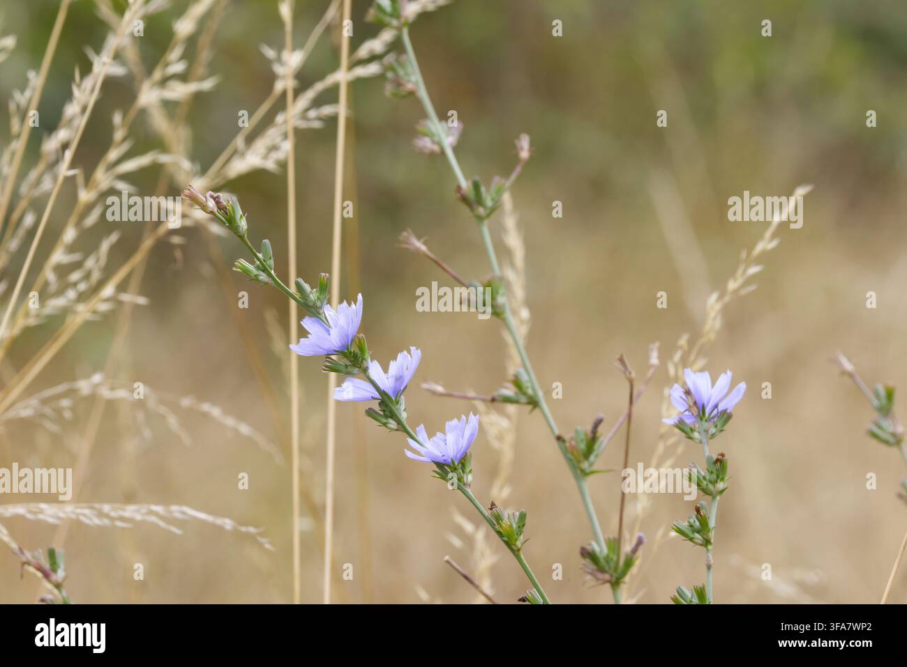 Wegwarte Cichorium intybus, verzweigte mehrjährige Pflanze mit auffälligen himmel- oder azurblauen sternförmigen Blüten an drahtigen Stängeln, Wurzeln werden als Kaffeesurrogat verwendet UK Stockfoto