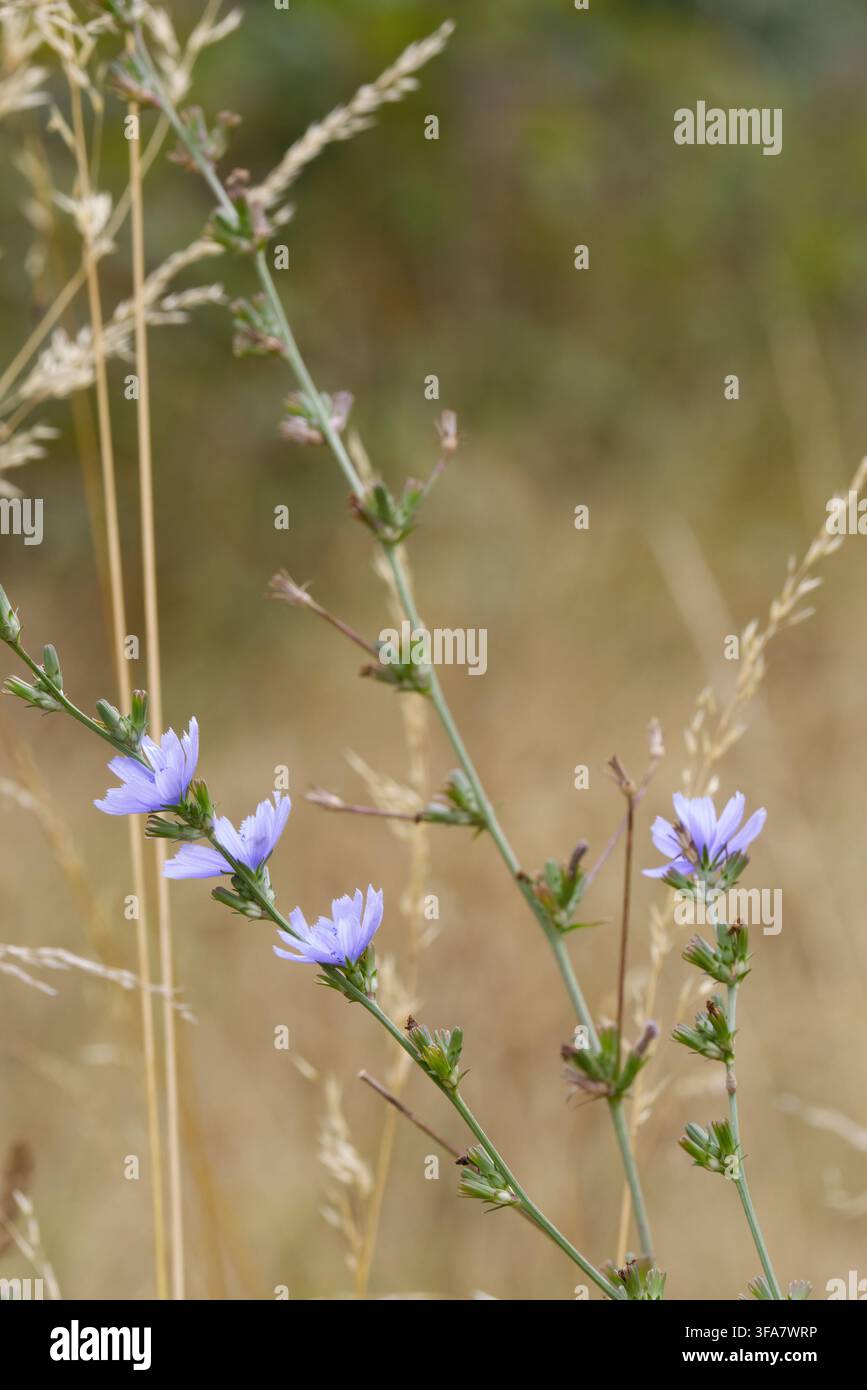 Wegwarte Cichorium intybus, verzweigte mehrjährige Pflanze mit auffälligen himmel- oder azurblauen sternförmigen Blüten an drahtigen Stängeln, Wurzeln werden als Kaffeesurrogat verwendet UK Stockfoto
