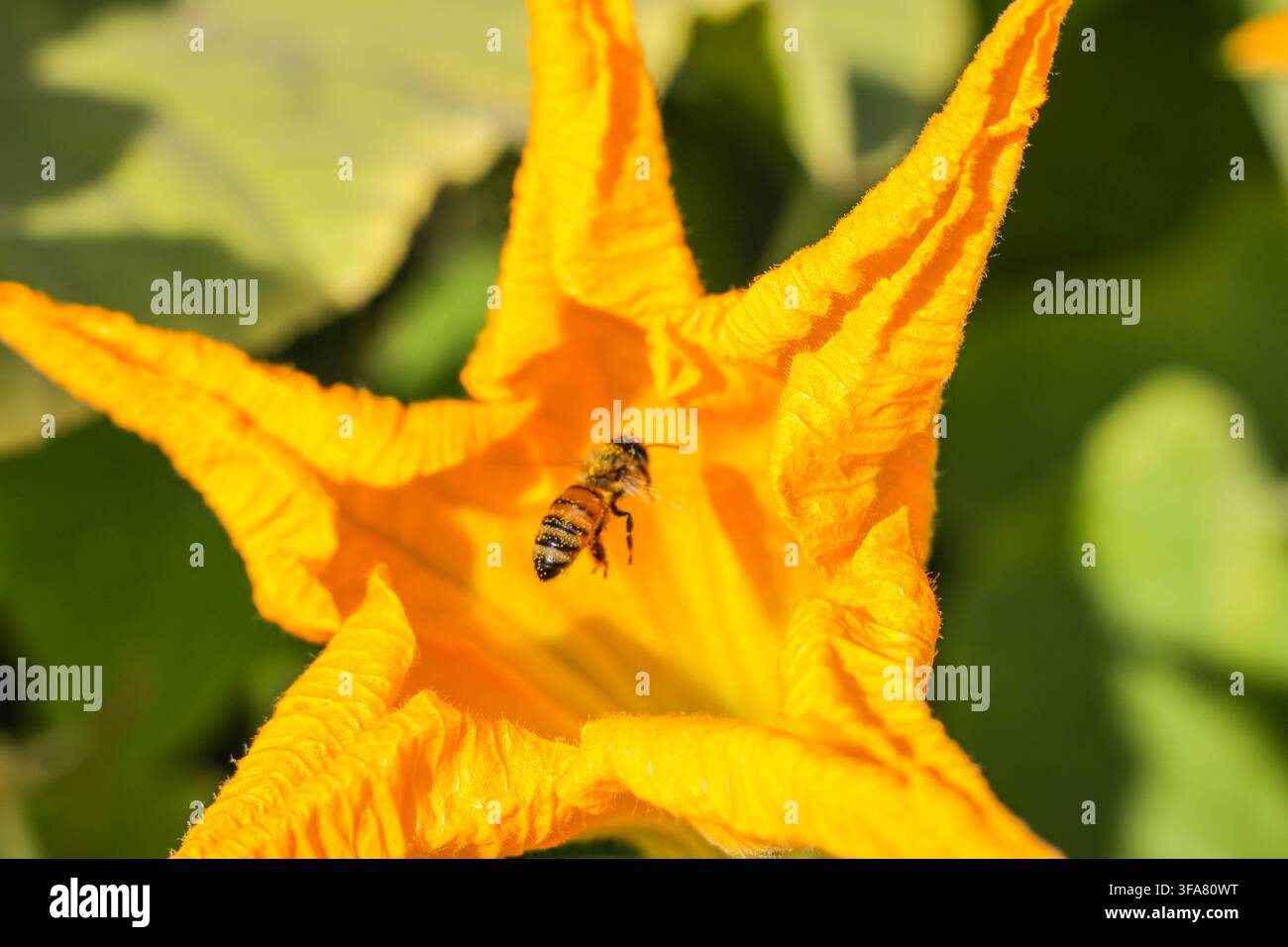 Melonenblüte mit einer Biene in einem Garten Stockfoto