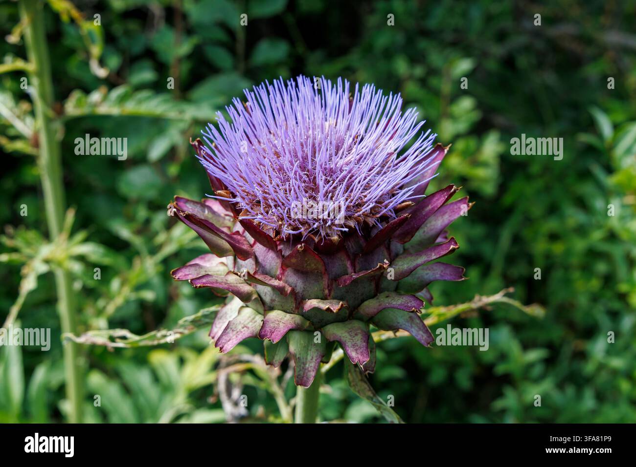 Gartenartischocke oder Kardobele-Blüte (Cynara cardunculus) wächst in einem Garten in East Sussex, UK Stockfoto