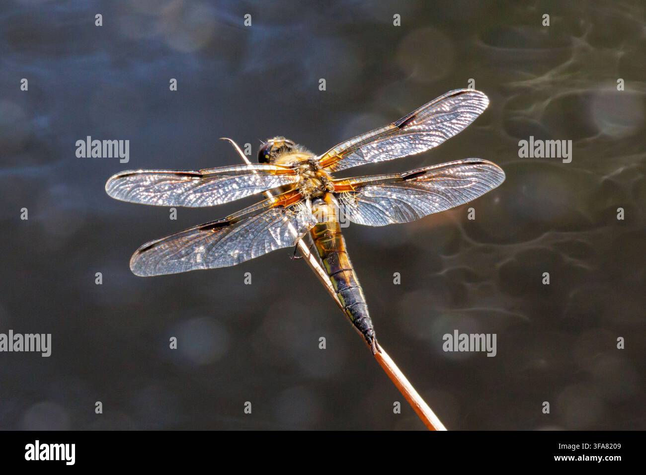 Vierfleckiger Smaragdlibellen, Libellula quadrimaculata, ruht mit ausgebreiteten Flügeln auf einem kleinen Stock über einem Teich in Sussex, UK Stockfoto