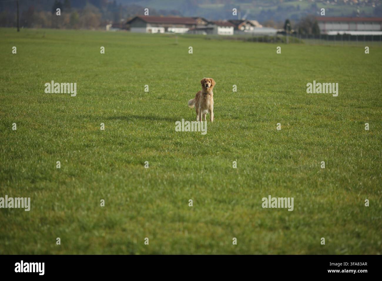 Der Hund steht auf einem Grasfeld Stockfoto