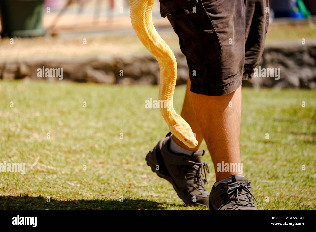 Mann hält eine gelbe Albino-Python während einer Outdoor-Vorführung Stockfoto